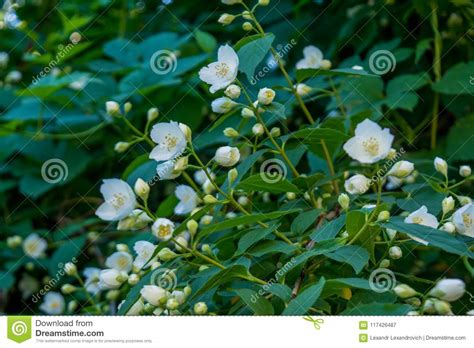 Beautiful Amazing Young White Jasmine Flowers On The Bush