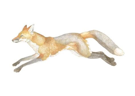 Swift Fox Fox Art Print Fox Painting Fox Wall Art