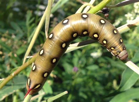 Bedstraw Hawkmoth Caterpillar From Canada Whats That Bug