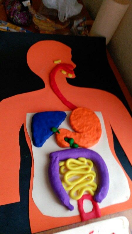 Digestive System With Modelling Clay By Neus Stem Science Activities