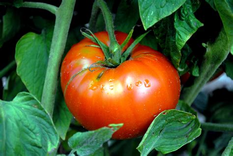 Otv Brandywine Tomato Bulk Size 15 G Southern Exposure Seed