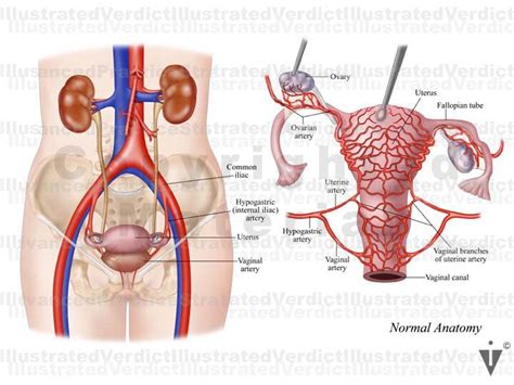 Stock Female Pelvis Normal Anatomy — Illustrated Verdict