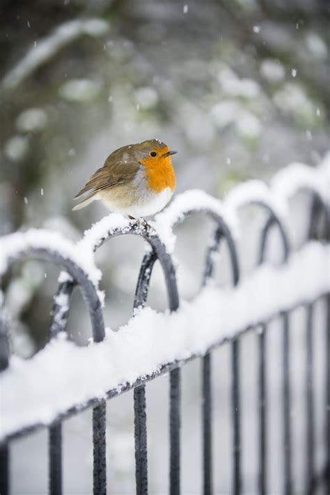 Robin In The Snow Winter Scenery Winter Scenes Beautiful Birds