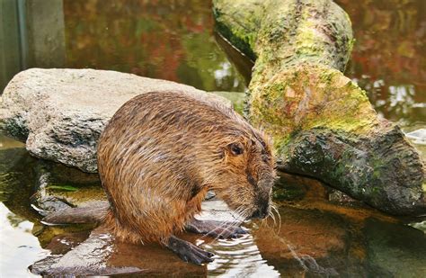 Free Images Water Wildlife Mammal Rodent Fauna Rat Snout