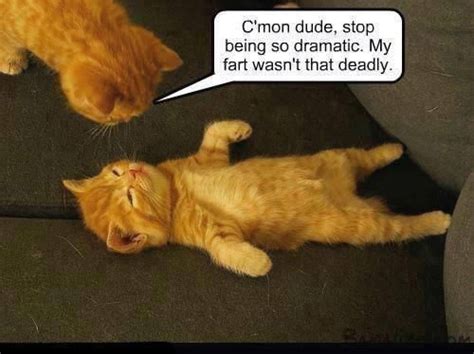 Fart Funny Quotes Cats Quotesgram