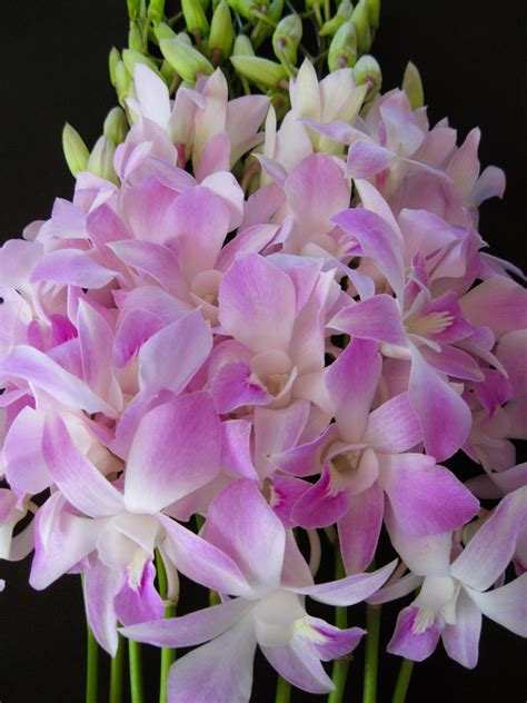 Our floral section of the store has fresh flowers of varied kinds, as simple as rose or posh and costly as orchids. Mother's Day Orchid Flowers | Orchidaceous! Orchid Blog
