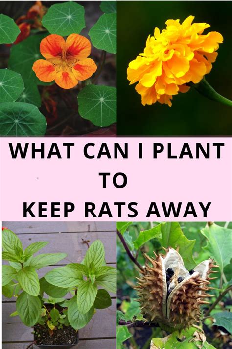 What Can I Plant To Keep Rats Away Plants Rodent Repellent Plants