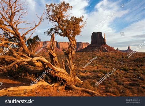 Juniper Tree On Early Morning Monument Stock Photo