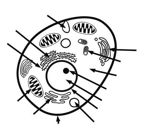 Printable Animal Cell Diagram Labeled Unlabeled And Blank Riset