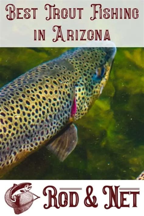 Where Is The Best Trout Fishing In Arizona Rod And Net