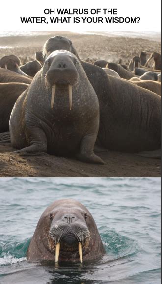 Walrus Of Wisdom Memes Imgflip