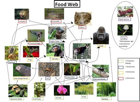 The Role In The Food Web Kathleens Site