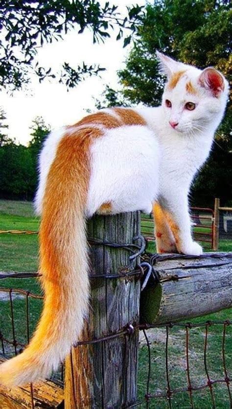 Cat Breeds Fluffy Tail Cat Meme Stock Pictures And Photos