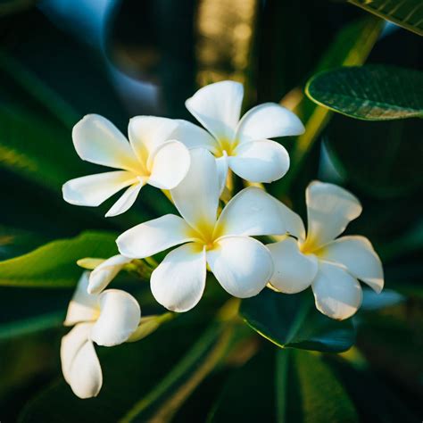 Hawaiian Kalachuchi White Frangipani Plumeria Cuttings Cod Nationwide