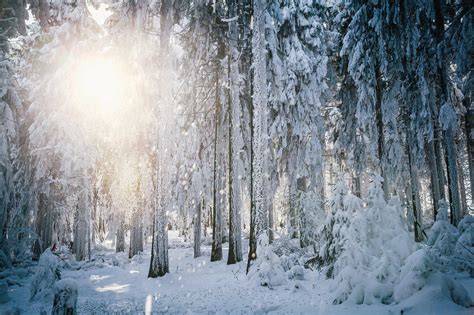 Hd Sun Frost Winter Forest Trees Snow Hd Background