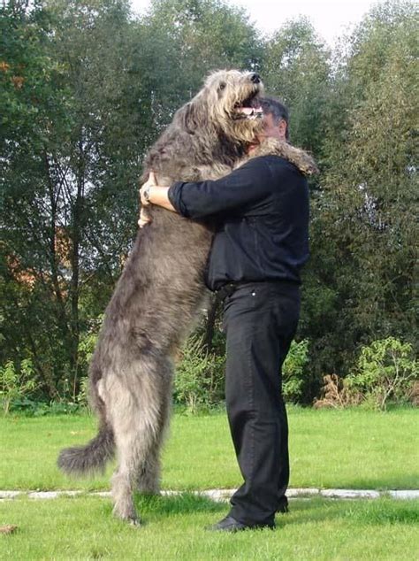 Irish Wolfhound This Is The Biggest Dog Ive Ever Seen Oo Giant