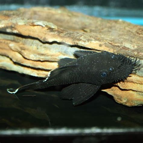 Best Plecos And Algae Eaters For Small Freshwater Aquariums Cool Fish
