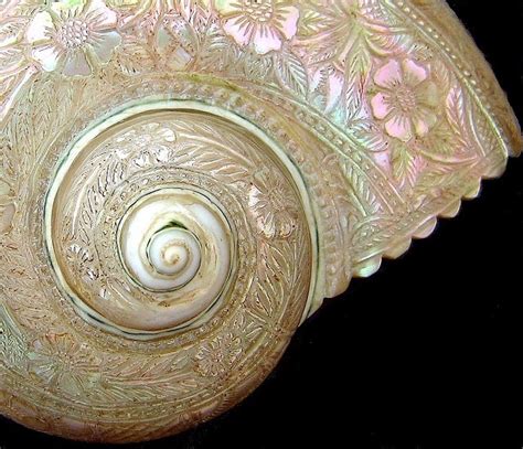 Sea Shell Carving Source