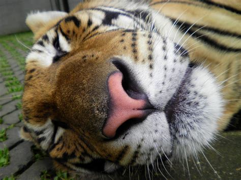 Tiger Nose Fuzzy Wuzzy Felidae Cutest Thing Ever Cuteness Overload