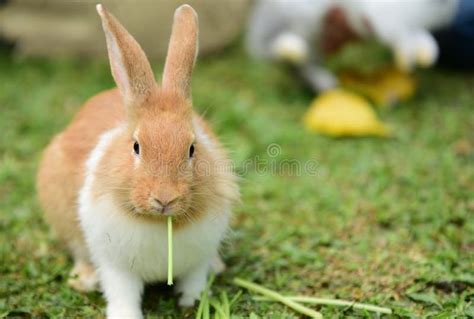 Little Rabbit To Walk In The Lawn Stock Image Image Of Female