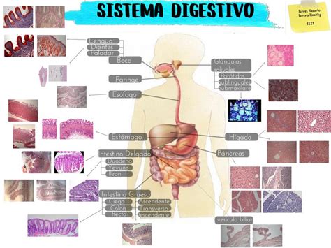 Sistema Digestivo TNLI Cortes histológicos Histología uDocz