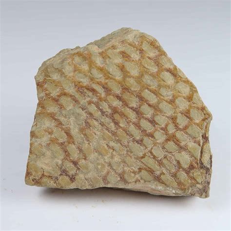 Dictyonema Graptolite Fossils On Matrix Buy Graptolite Fossils Online Uk