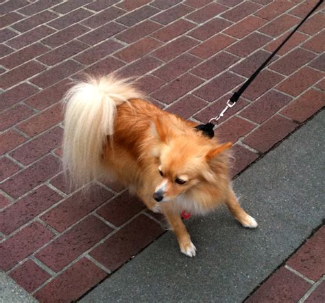 Dog Of The Day Long Haired Chihuahua The Dogs Of San