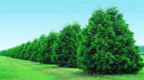 Thuja Green Giant Fast Growing Evergreens Fast Growing Trees