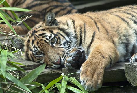 Sumatran Tiger Cub Stephen Bridson Flickr