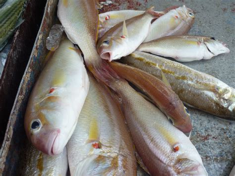 Ikan tongkol berasal dari jenis ikan scombried (ikan pelagis) yang hidup membentuk gerombolan. Ikan Segar dari Laut China Selatan