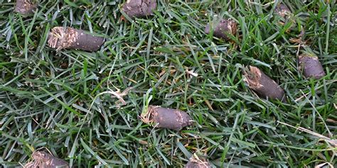 Lawn aeration is the process of puncturing the soil with small holes that aid vital elements, such as air and. The Gardener Reviews- The Gardener Reviews