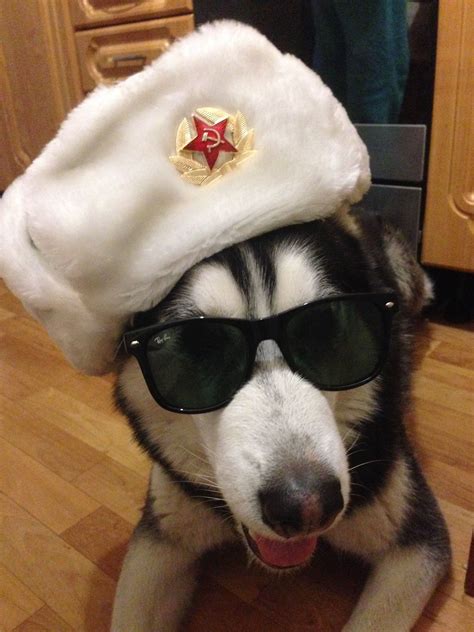 Russian Dog Meme Music Used