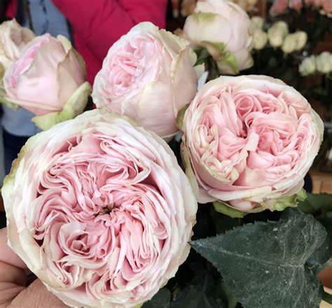Senlitsu A New Variety For 2018 Is A Light Pink Wabara Garden Rose