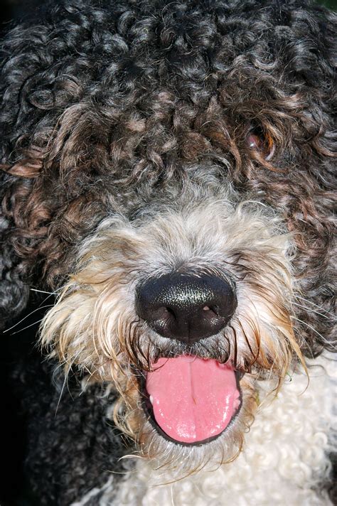 Spanish Water Dog | GreatDogSite