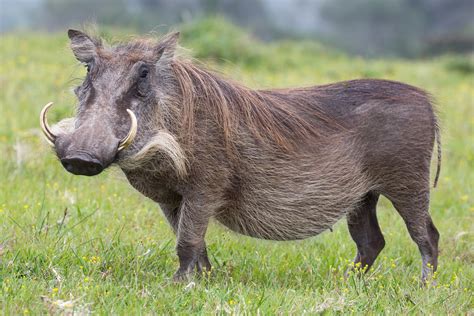 Warthogs Dont Really Have Warts Adventures In Cheeseland