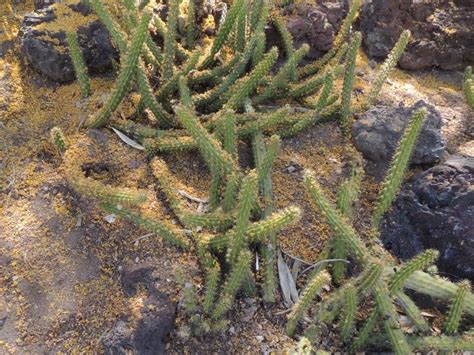Plantfiles Pictures Echinocereus Species Hanging Cactus Pitayita
