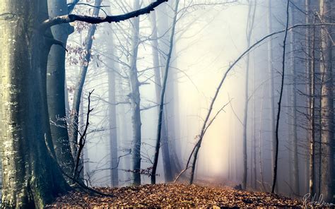 Nature Landscapes Trees Forest Leaves Autumn Fall Seasons Haze Fog Mist