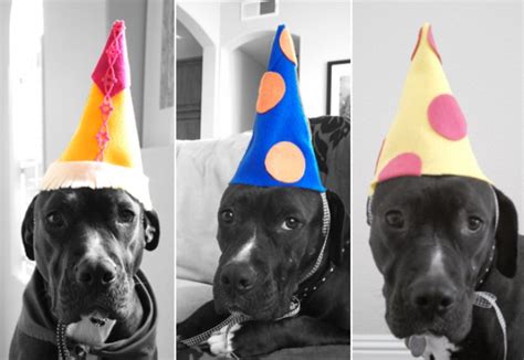 A dog birthday party hat that doubles as a toy? Dog Birthday Hats {The Cutest!} - B. Lovely Events