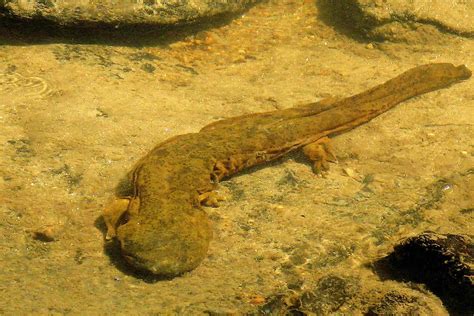 Hellbender Salamander Cryptobranchus Alleganiensis Flickr