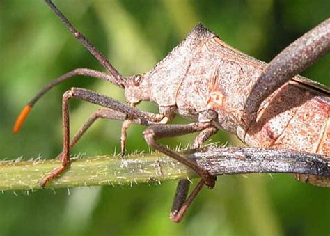 Bugs Aphids And Cicadas Order Hemiptera