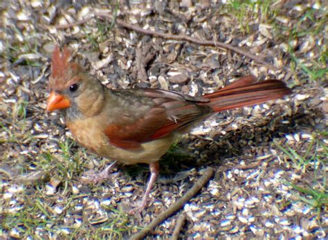 Female Northern Cardinal New Jersey Bird Photos