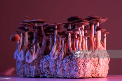 Colorful Psychedelic Mushrooms High Res Stock Photo Getty Images