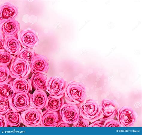 Hot Pink Roses Border Stock Image Image Of Flora Bright 38934037