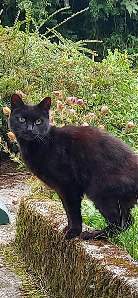 Cats Meowing Helps Rescuers Find 83 Year Old Owner After She Falls