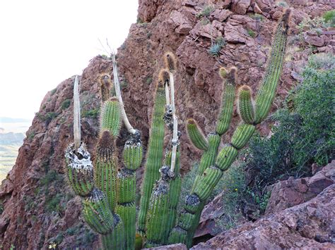 Frost Damaged Cactus Arch Canyon Trail Organ Pipe Cactus National