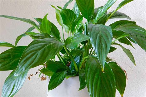 Common Reasons Why Peace Lily Leaf Tips Turn Brown Gardeners Path