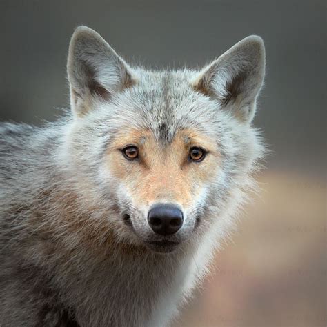 This is the homepage for the international wolf center, which aims to teach the world about wolves. White Wolf : Stunning beauty of wild wolves in Finland by ...