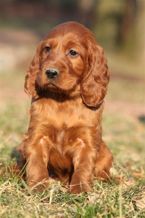 Irish Red Setter Puppy In Nature Stock Photo Image 36524338