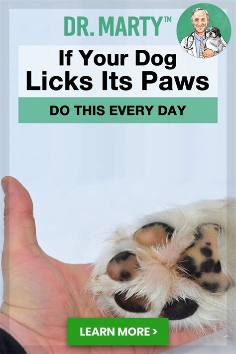 Dog Licking Paws Scratching Face Loankas