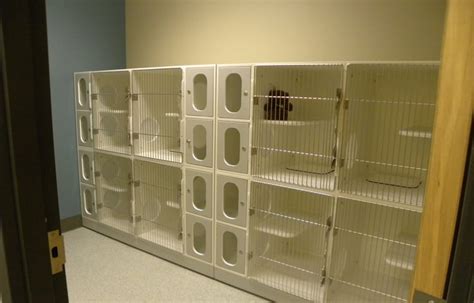 Cat Shelters Attracting Viewer Interest And Increasing The Likelihood
